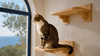 Chat européen sur un parcours mural CATSBY en bois dans un intérieur méditerranéen